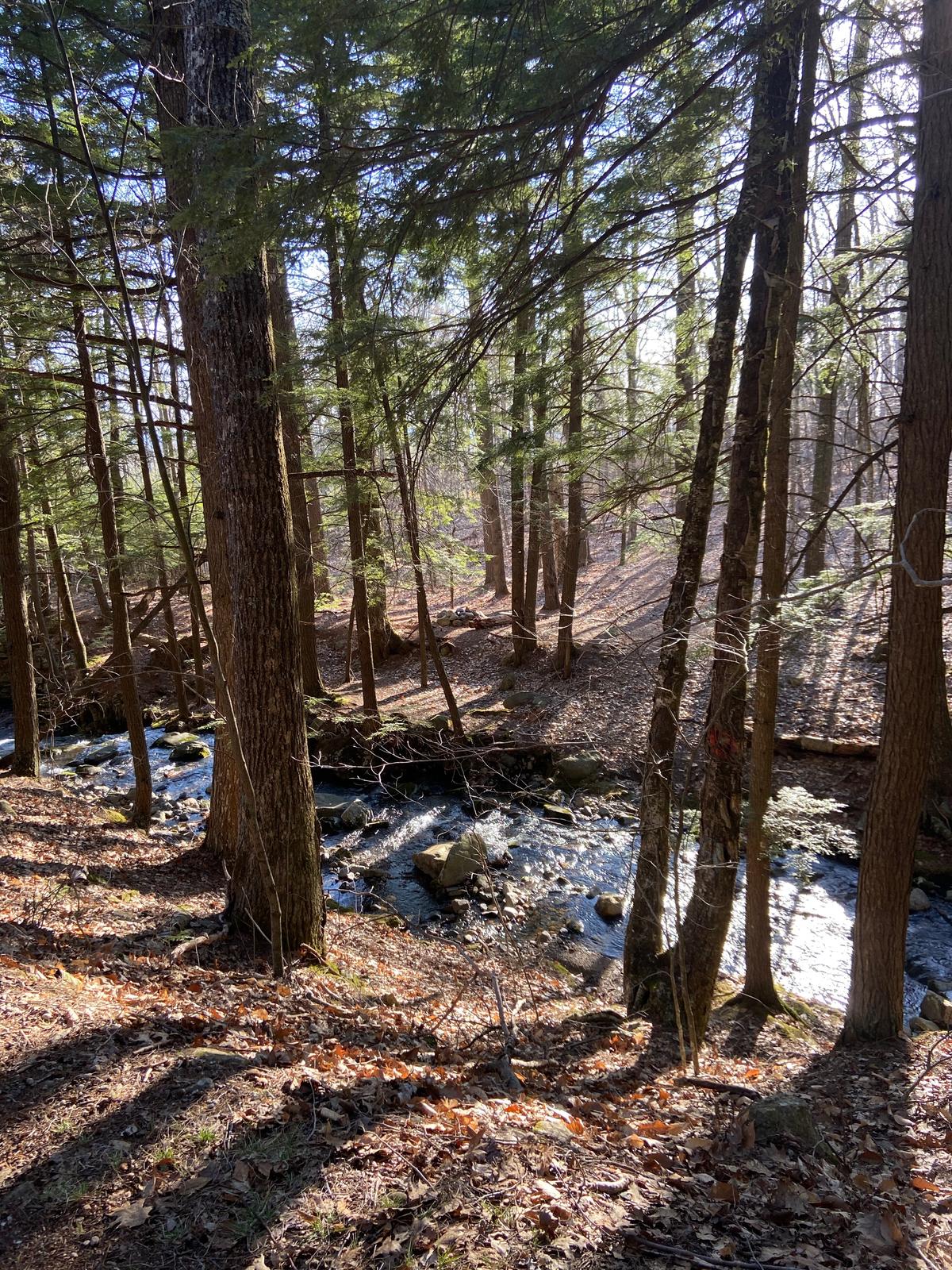 Buildings, Trees, and Resilience: A COVID Meditation